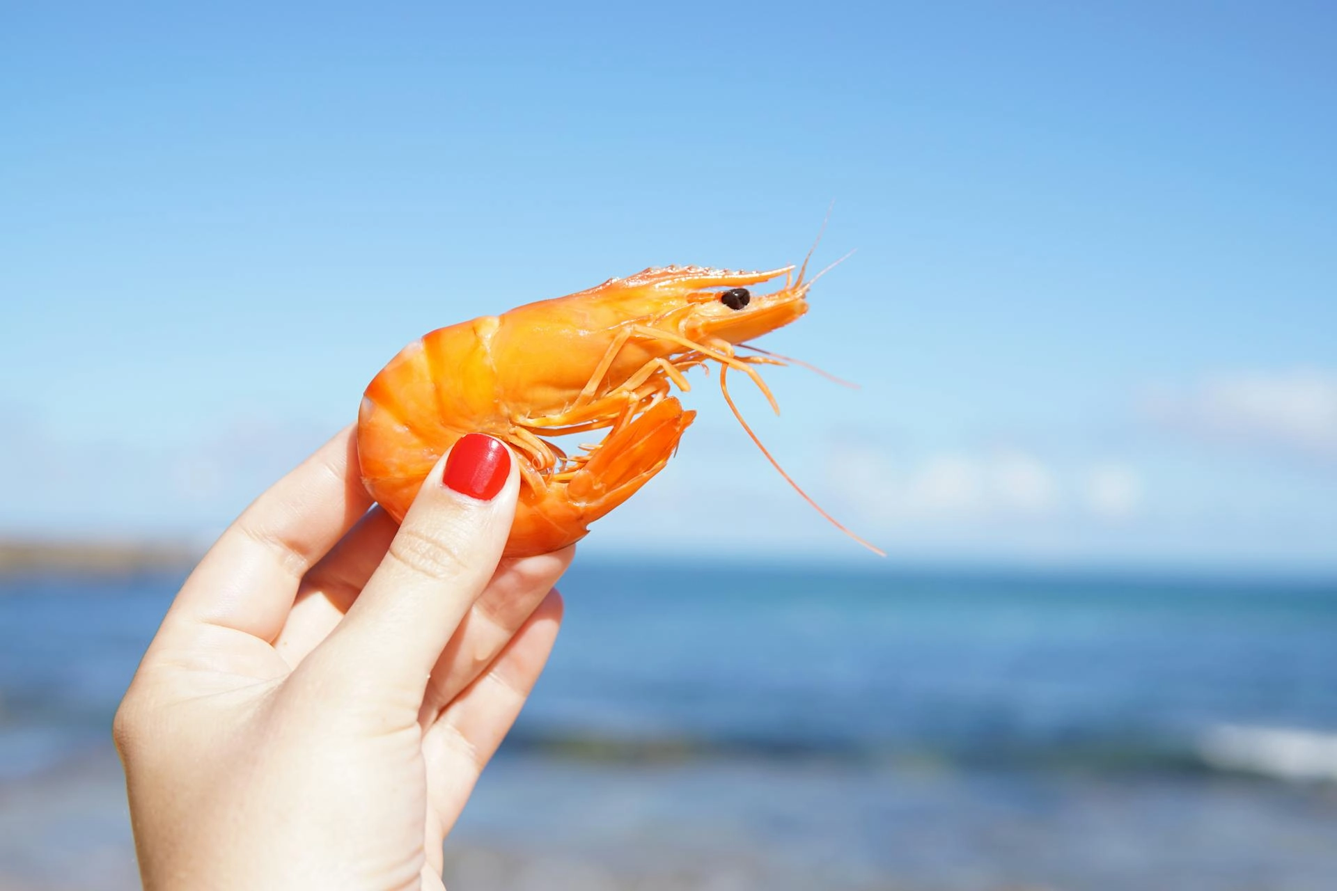 Analysis of the Regulatory Environment and Product Safety